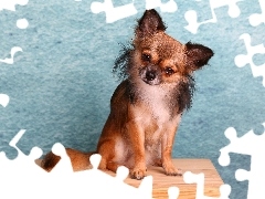 Piesek, Chihuahua długowłosa