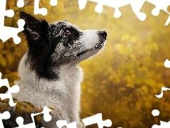 Profil, Liście, Border collie, Mordka, Pies