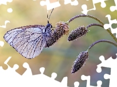 Niestrzęp głogowiec, Roślina, Motyl