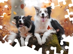 Liście, Pień, Psy, Border collie