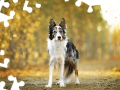 Border collie, Droga, Pies