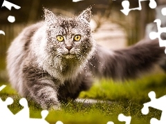 Trawa, Kot, Maine coon