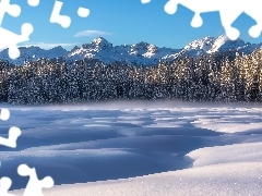 Góry Alpy Julijskie, Płaskowyż Pokljuka, Las, Torfowisko