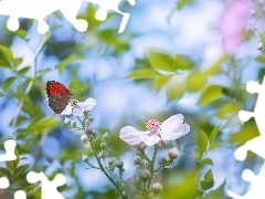 Przestrojnik titonus, Rozmyte tło, Kwiaty, Motyl, Białe