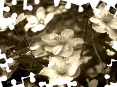 Kwiaty, Sepia