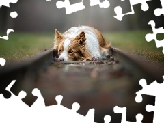 Pies, Tory, Trawa, Border collie