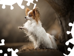 Papillon, Pies, Rozmyte, Tło, Drzewo, Spaniel kontynentalny