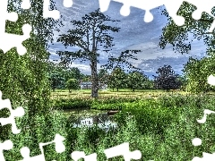 Trawa, Drzewa, Staw