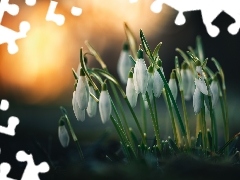Przebiśniegi, Kępka, Nierozwinięte