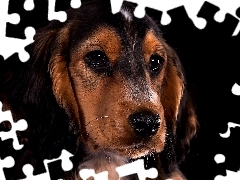 Cocker spaniel, Spojrzenie, Ciemne tło, Mordka