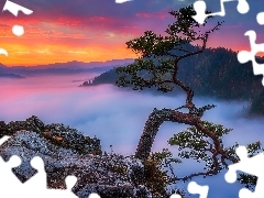 GĂłry Pieniny, Polska, Szczyt Sokolica, PieniĹski Park Narodowy, Drzewo, Sosna, MgĹa, SkaĹy, ZachĂłd sĹoĹca