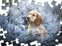 Szczeniak, Pies, Rośliny, Gałązki, Mordka, Cocker spaniel