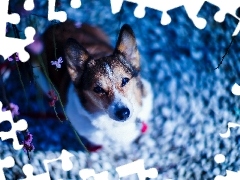 Kwiatki, Pies, Welsh corgi pembroke