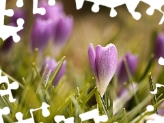 Kwiaty, Krokus, Fioletowe