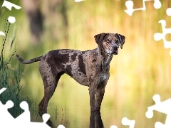 Woda, Pies, Rozmyte, Tło, Rośliny, Catahoula leopard dog