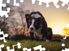 Pies, Łąka, Trawa, Border collie