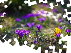 Bokeh, Kwiaty, Krokusy