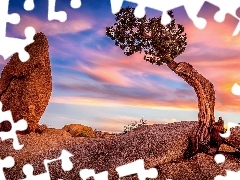 Park Narodowy Joshua Tree, Stany Zjednoczone, Drzewo, Zachó