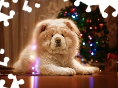 Rozmyte, Tło, Chow chow, Choinka, Pies