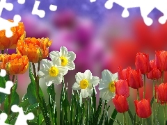Tulipany, Rozmycie, Pomarańczowe, Czerwone, Narcyzy