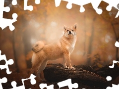 Pies, Jesień, Las, Shiba inu