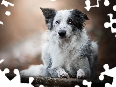 Rozmyte, Tło, Border collie, Murek, Pies
