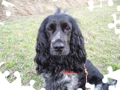 Czarny, Cocker Spaniel Angielski, Pysk, Pies