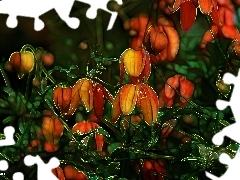 Kwiaty, Fractalius