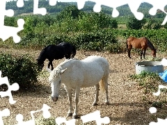 Lasy, Trzy, Konie