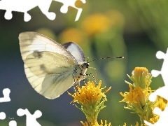 Motyl, Biały, Owad, Bielinek