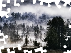Las, Mgła