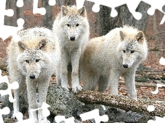 Wilki, Gromadka, Białe