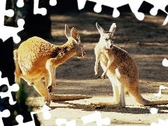 Kangury, ZOO, Dwa