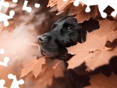 Pies. Labrador retriever, Liście