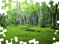 Chatka, Las, Drzewa
