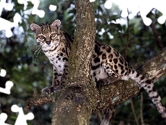 Drzewo, Dziki, Ocelot