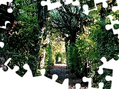 Gęste, Zarośla, Ciemny, Park, Stary