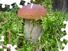 Prawdziwek, Runo, Leśne, Mchy
