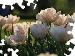 Białoróżowe, Tulipany