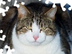Kot, Oczy, Nosek, Uszy