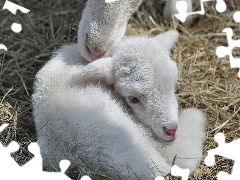 Koziołek, Biały