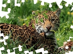 Jaguar, Trawa
