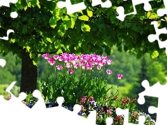 Tulipany, Las
