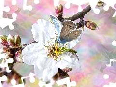 Biały, Grafika, Pączki, Motyl, Kwiat, Gałązka