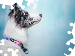 Mordka, Pies, Błękitne, Tło, Obroża, Border collie