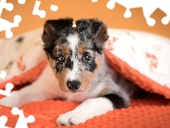 Pies, Border collie, Kołdra, Szczeniak