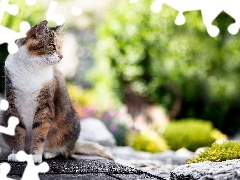 Kot, Kamień, Bokeh, Chodnik