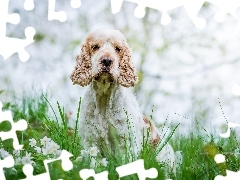 Pies, Trawa, Kwiaty, Cocker spaniel angielski