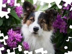Rododendrony, Liście, Mordka, Kwiaty, Pies
