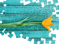Kwiat, Tulipan, Deski, Żółty